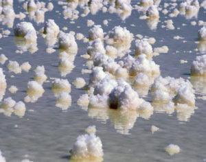 Salt Fields Abigail O Brien