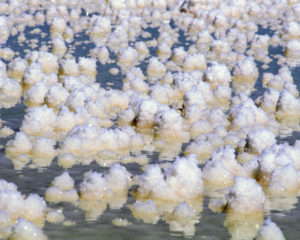 Salt Fields Abigail O Brien