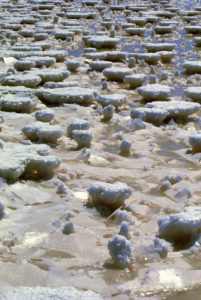 Salt Fields Abigail O Brien