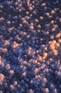 Salt Fields Abigail O Brien