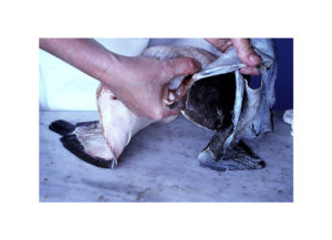 How to Butterfly a Leg of Lamb 2002