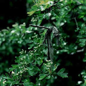 The Rag Tree Series
