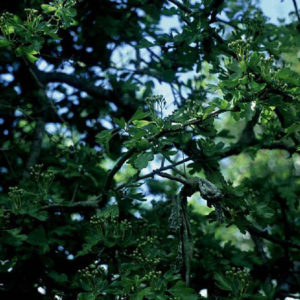 The Rag Tree Series