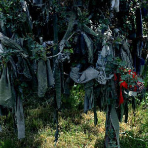 The Rag Tree Series