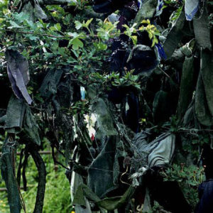 The Rag Tree Series